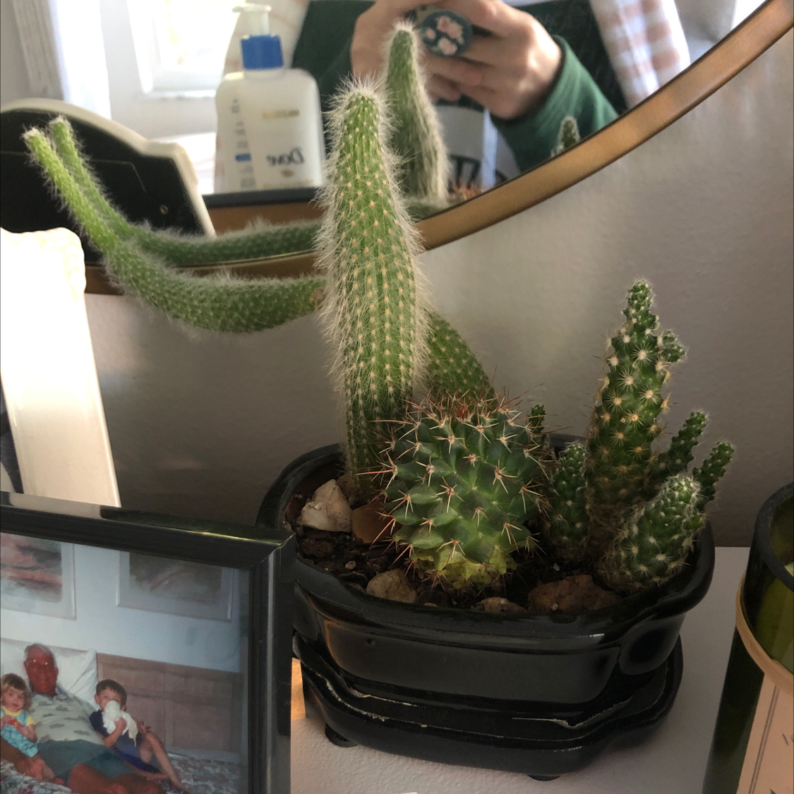 Healthy Simpson Hedgehog Cactus with lush green columnar stems and dense spines, well-framed in a black pot.