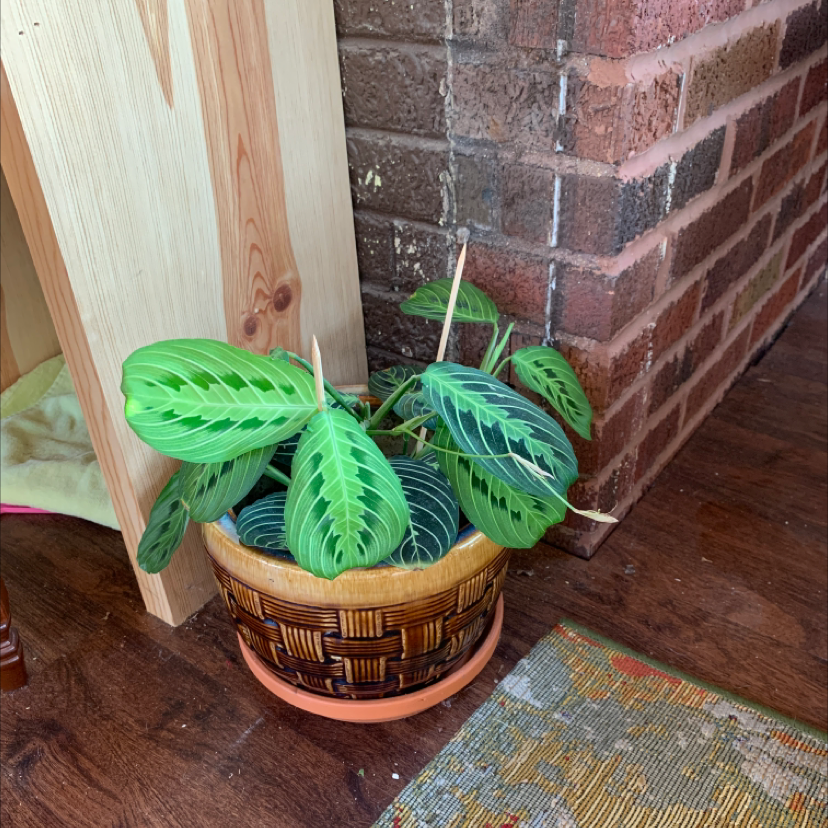 Green Prayer Plant plant photo by @Sham named Fredrick on Greg, the plant care app.