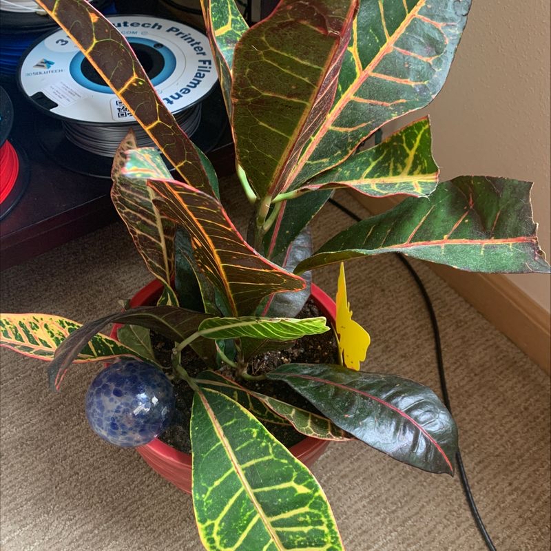 Healthy Croton 'Petra' plant with colorful variegated leaves, hand holding blue thread drawing attention to one leaf.