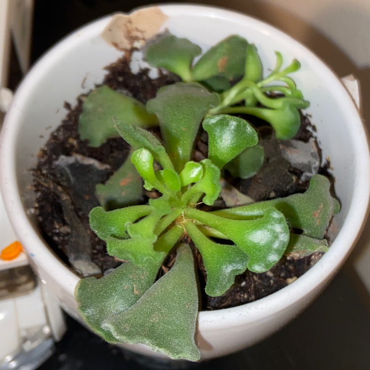 Pillow Feet Crinkle Leaf Plant in a white pot with visible soil and healthy green leaves.