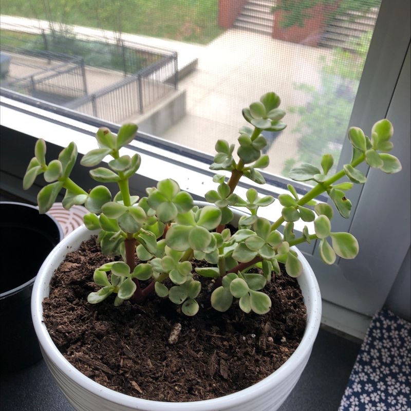 Healthy Elephant Bush (Portulacaria afra) in a white pot on a windowsill.