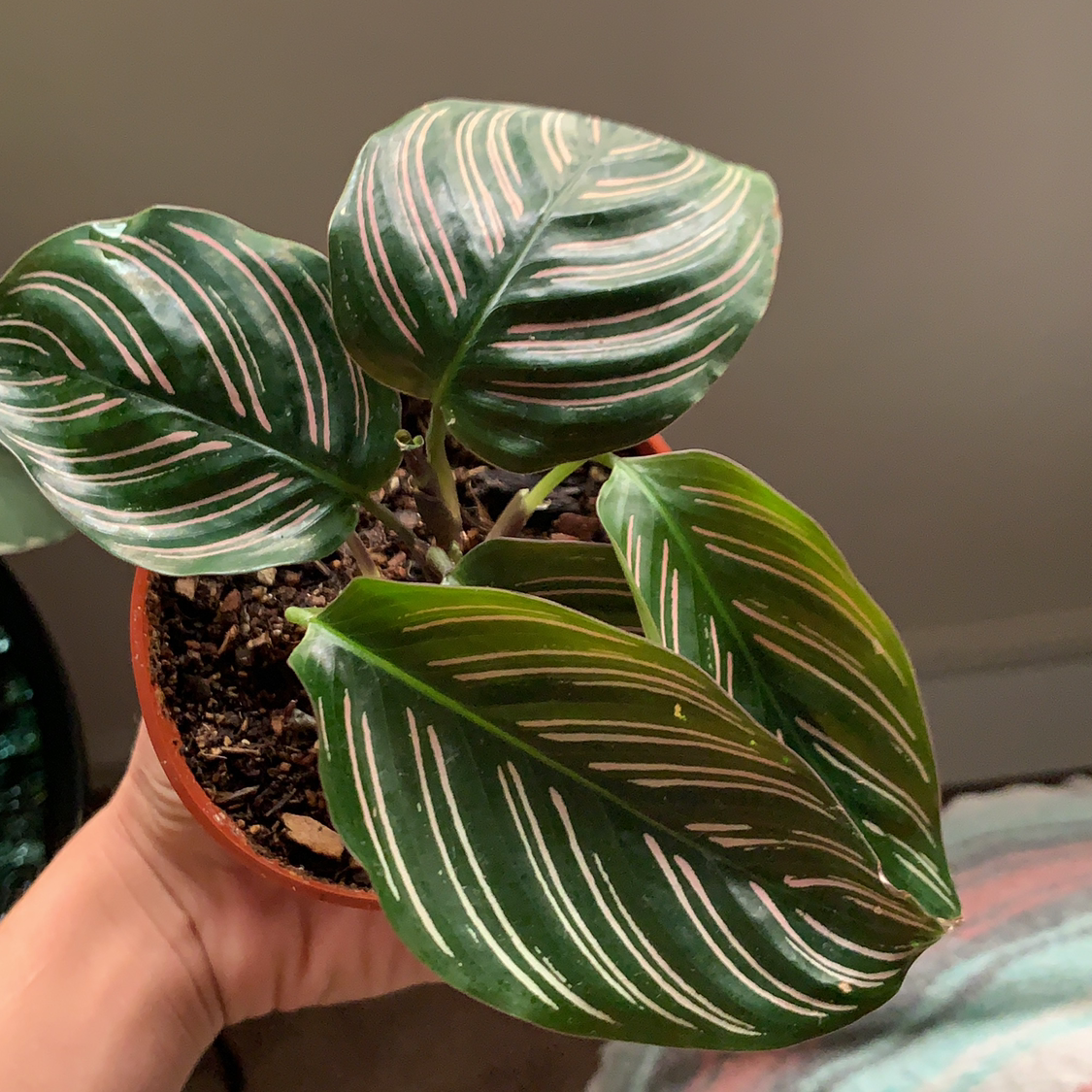 Healthy green prayer plant with striped leaves in a terracotta pot, held by a person's hand.