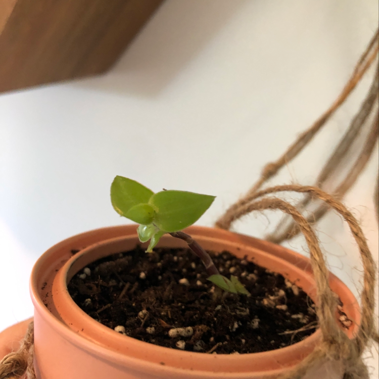 Healthy young Small-Leaf Spiderwort plant in a small terracotta pot, with vibrant green blade-like leaves emerging from dark moist soil.