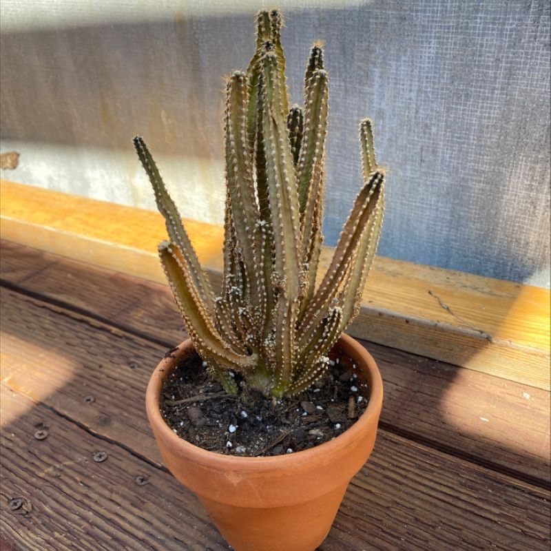 Photo of the plant species Organ Pipe Cactus by @rex named The Brady Bunch on Greg, the plant care app
