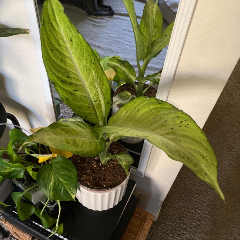Healthy Dieffenbachia plant with vibrant variegated green leaves in a white ceramic pot, well-framed and in focus.