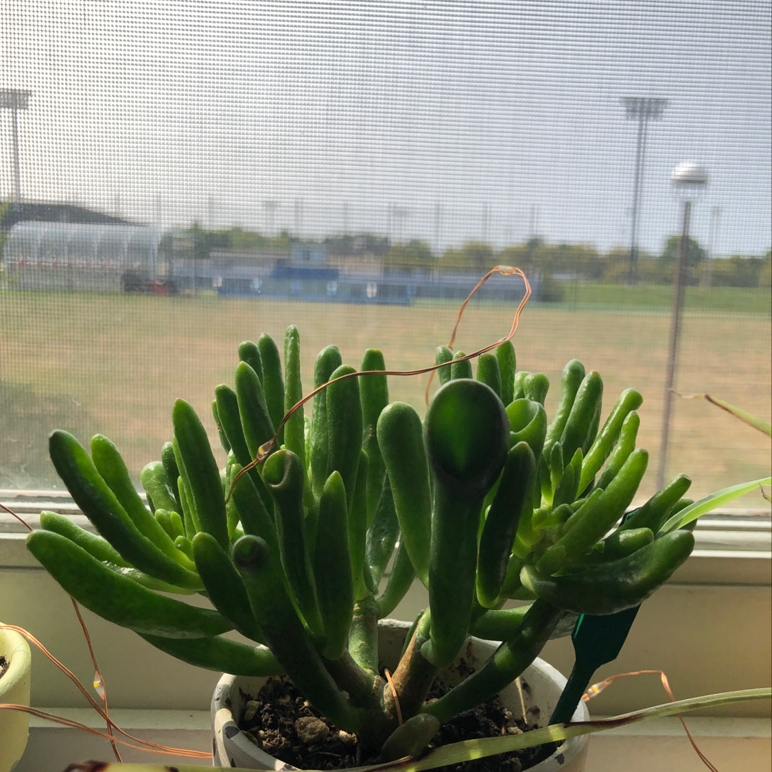 Healthy jade plant with thick, green leaves on a windowsill.
