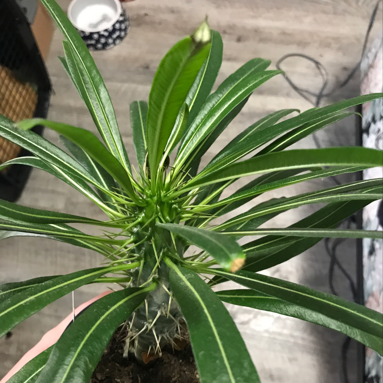 Madagascar Palm with healthy green leaves and visible soil.