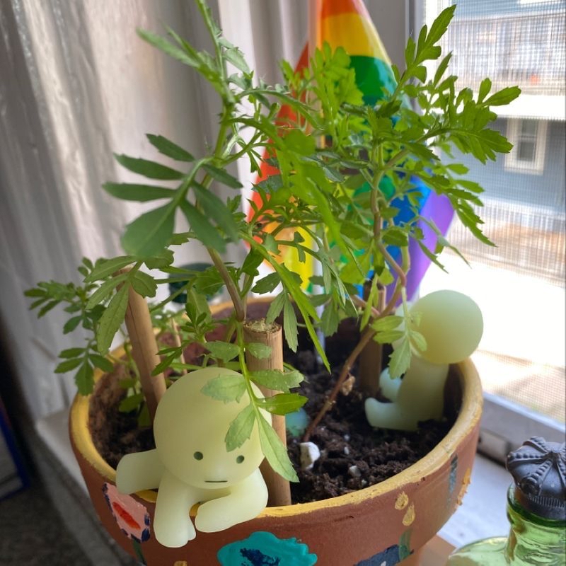 Photo of the plant species Tri Colored Princess philodendron by Caytlin named marigold on Greg, the plant care app