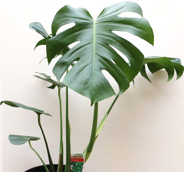 Photo of the plant species Monstera by @adama.daou named Fernando on Greg, the plant care app
