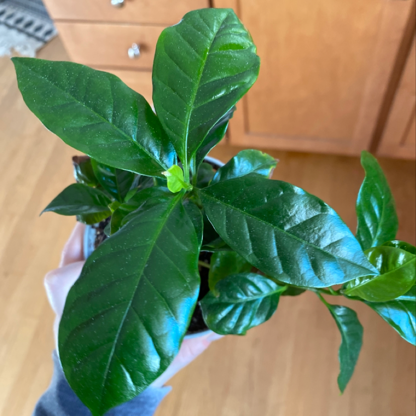 Close-up of a healthy, deep green Arabian Coffee plant leaf, held by a hand to show detail. The plant appears to be thriving.