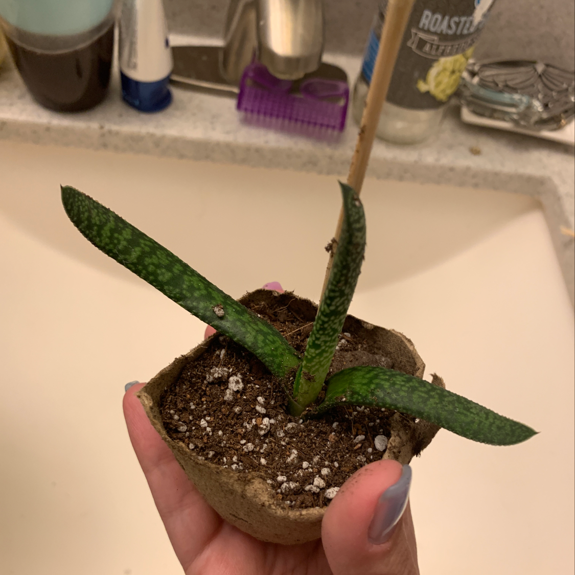 Hand holding a potted Gasteria obliqua succulent plant with mottled green and purple leaves in a bathroom.
