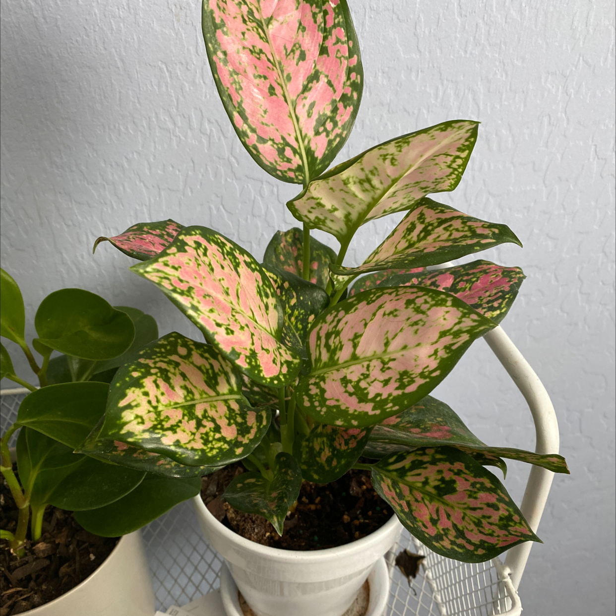 A healthy, vibrant Polka Dot Plant with pink and green variegated leaves in a white ceramic pot on a metal plant stand.