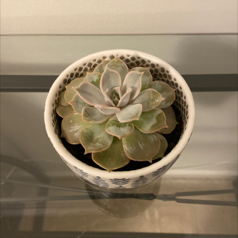 Pearl Echeveria plant in a decorative pot, healthy with plump leaves.
