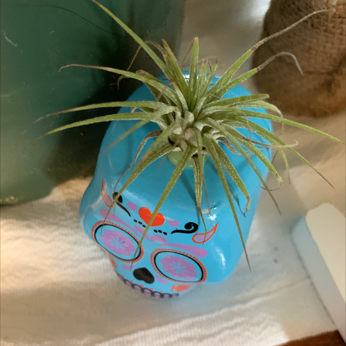 Healthy Tillandsia air plant in a blue ceramic pot with a whimsical face design. The plant has long, spiky grayish-green leaves.