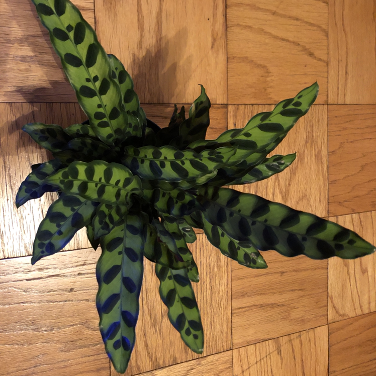 Rattlesnake Plant (Calathea lancifolia) with elongated leaves featuring dark green spots and wavy edges.