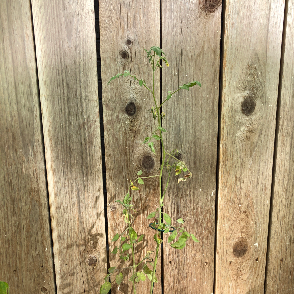🍅 Why Are My Tomato Plant Leaves Droopy?