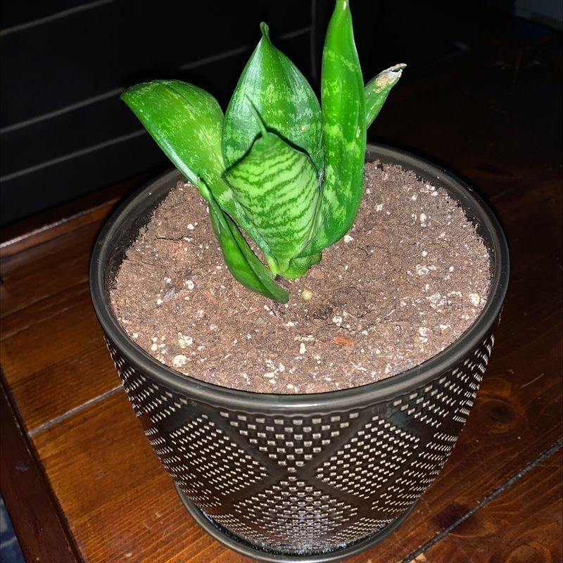 Photo of the plant species Mexican Organ Pipe by Abbie named Kesha on Greg, the plant care app