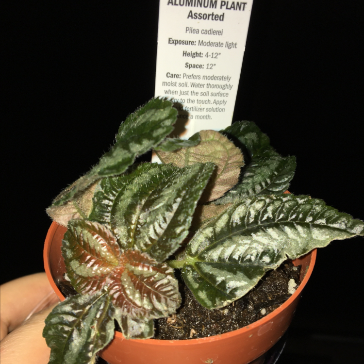 Aluminum Plant (Pilea cadierei) in a small pot with healthy, metallic-sheen leaves.