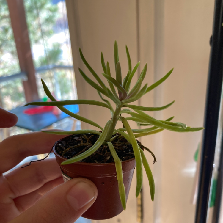 Healthy Mother of Millions plant with long slender green leaves held by a hand in front of a window