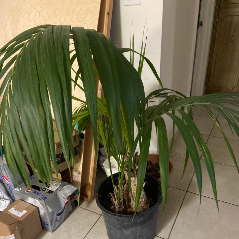 Healthy potted Kentia palm with long green fronds in a black nursery pot, showing some browning on lower leaf tips.