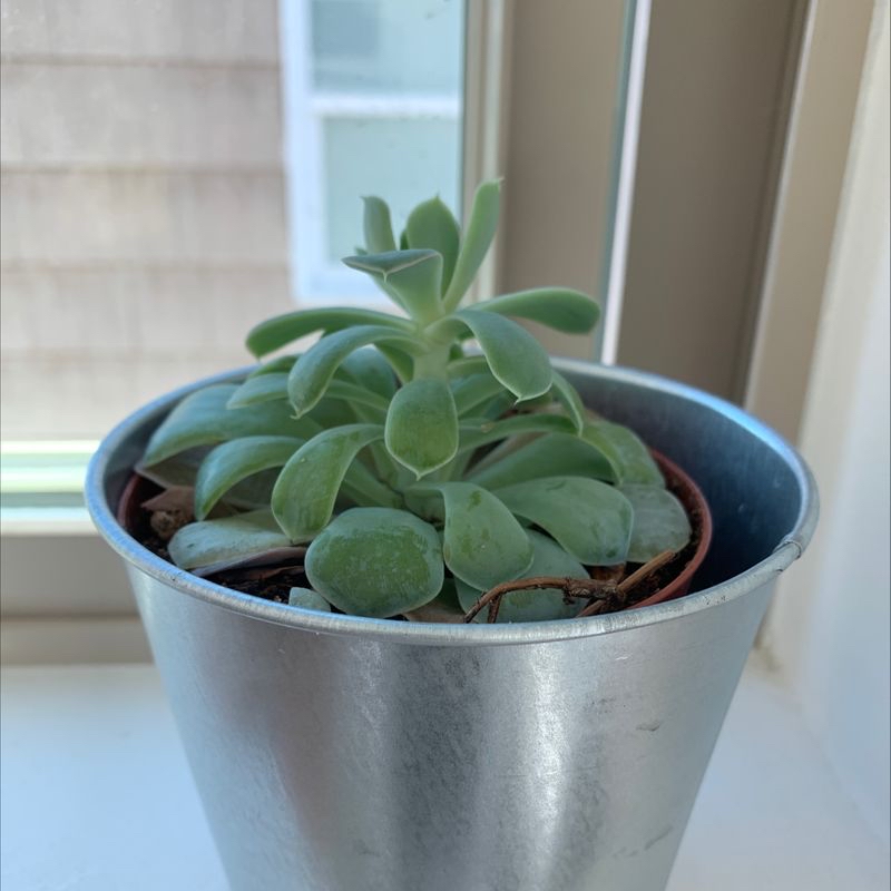 Ghost Plant (Graptopetalum paraguayense) in a small pot on a windowsill.