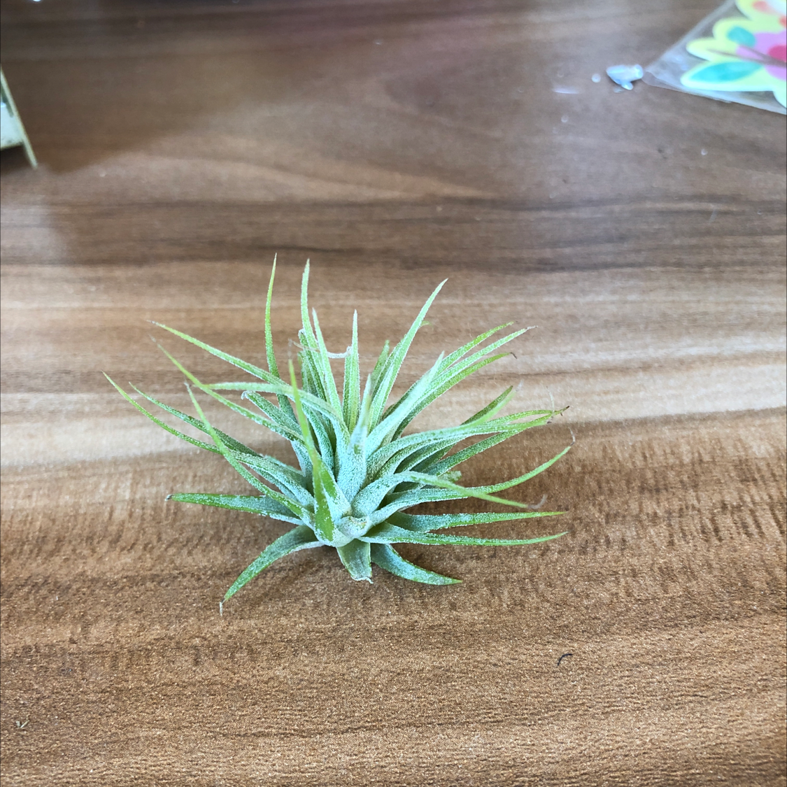 Healthy green Blushing Bride air plant in a rosette shape, well-framed against a wood background.