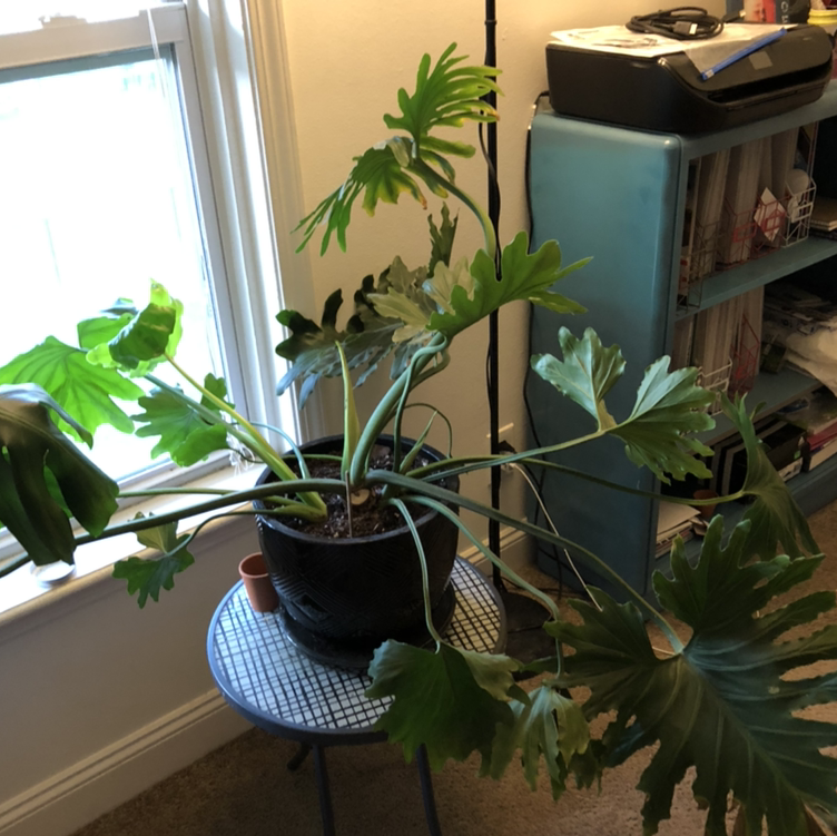 Philodendron Xanadu plant indoors on a small table near a window.