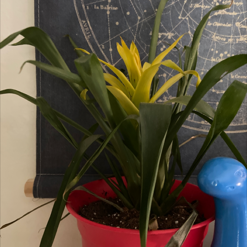 Healthy Guzmania lingulata airplant with yellow and red inflorescence blooming from center of green leaf rosette in red pot.