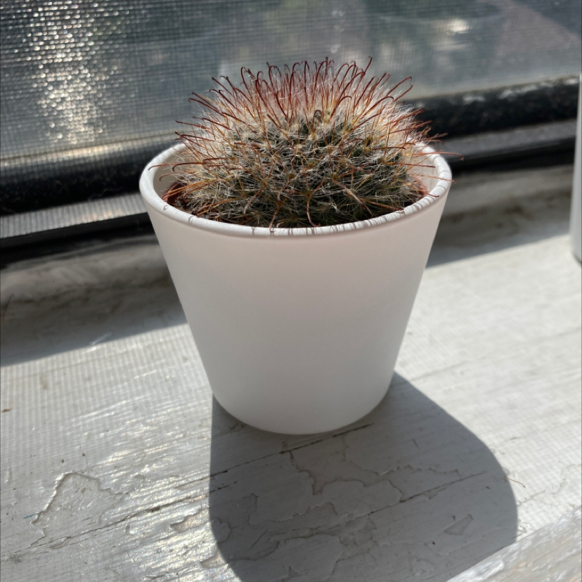 Small Hooked Cactus in a white pot on a windowsill.