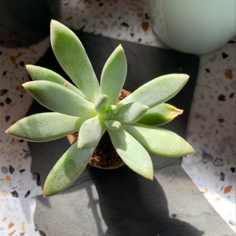 Photo of the plant species Red Nails by Allie named Rosie on Greg, the plant care app