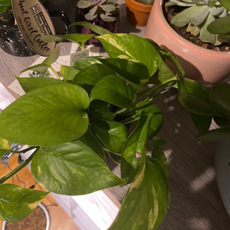 Closeup of a hand holding a large, healthy, vibrant green Jade Pothos leaf showcasing its waxy, heart-shaped foliage.