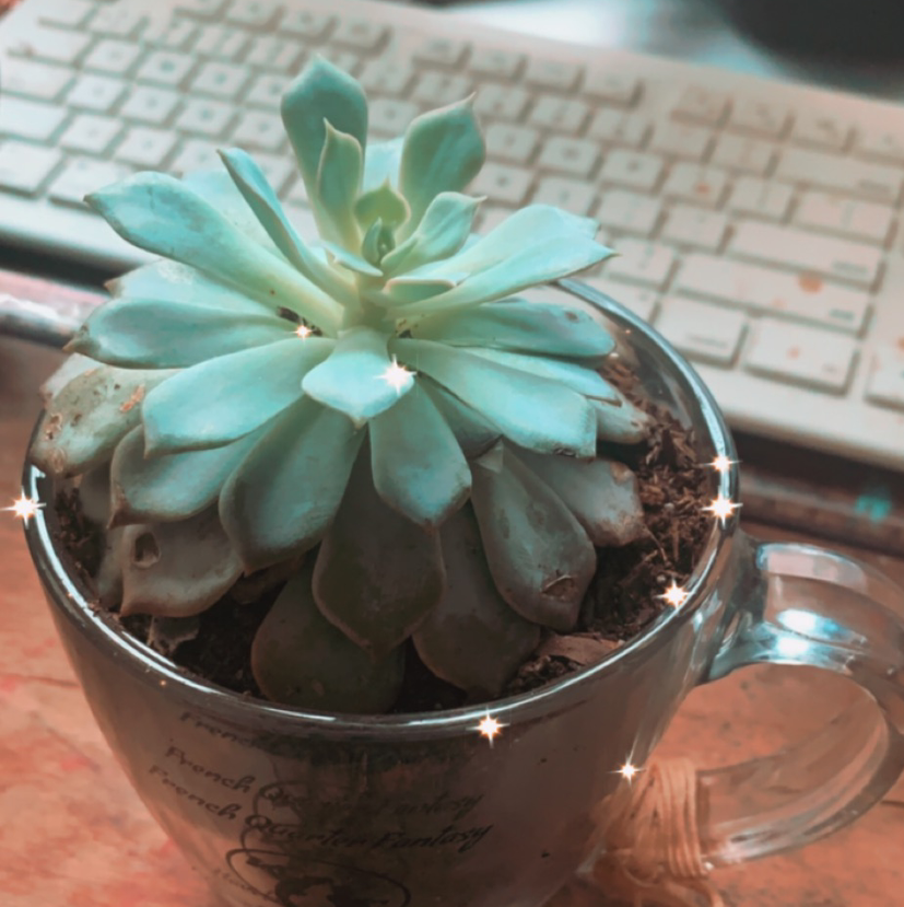 Blue Echeveria plant in a glass container with visible soil, well-framed and healthy.