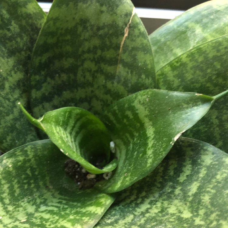 Snake Plant plant photo by @maggiegoodrich named snakey on Greg, the plant care app.