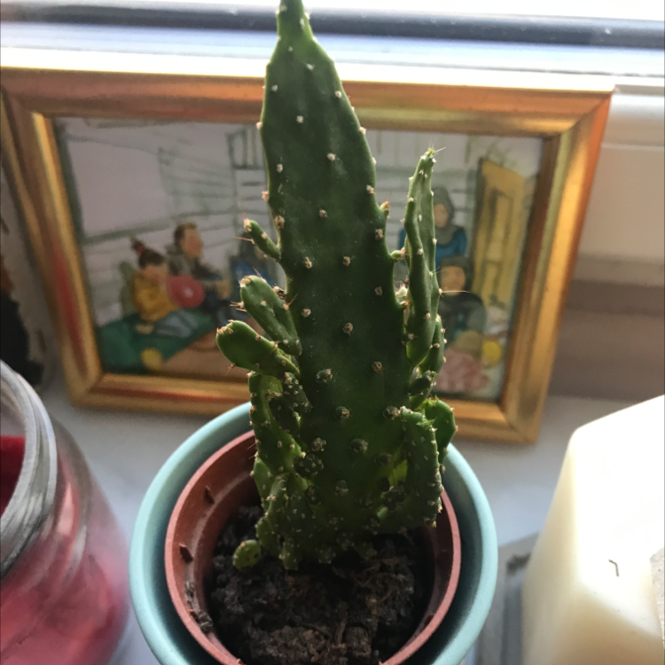 Photo of the plant species Drooping Prickly Pear by @Laranmatta named Cacti on Greg, the plant care app