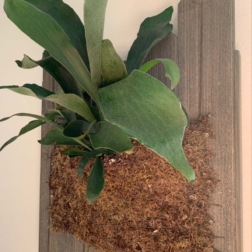Elkhorn Fern mounted on a wooden board with visible moss, appearing healthy.