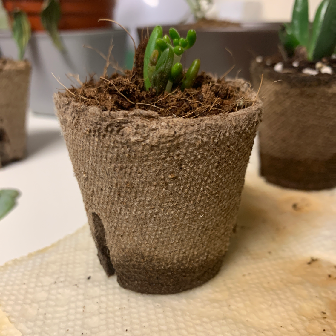 A healthy Jelly Bean Plant in a biodegradable pot with visible soil.