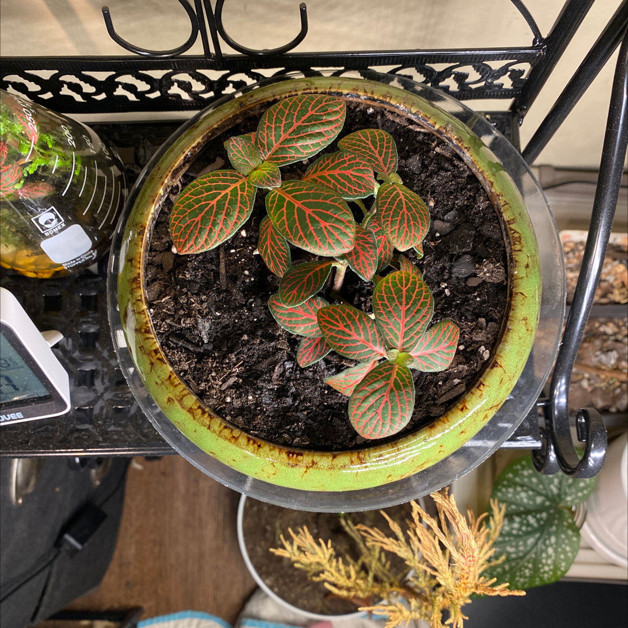 Potted Nerve Plant (Fittonia) with green leaves and red veins, healthy soil visible.