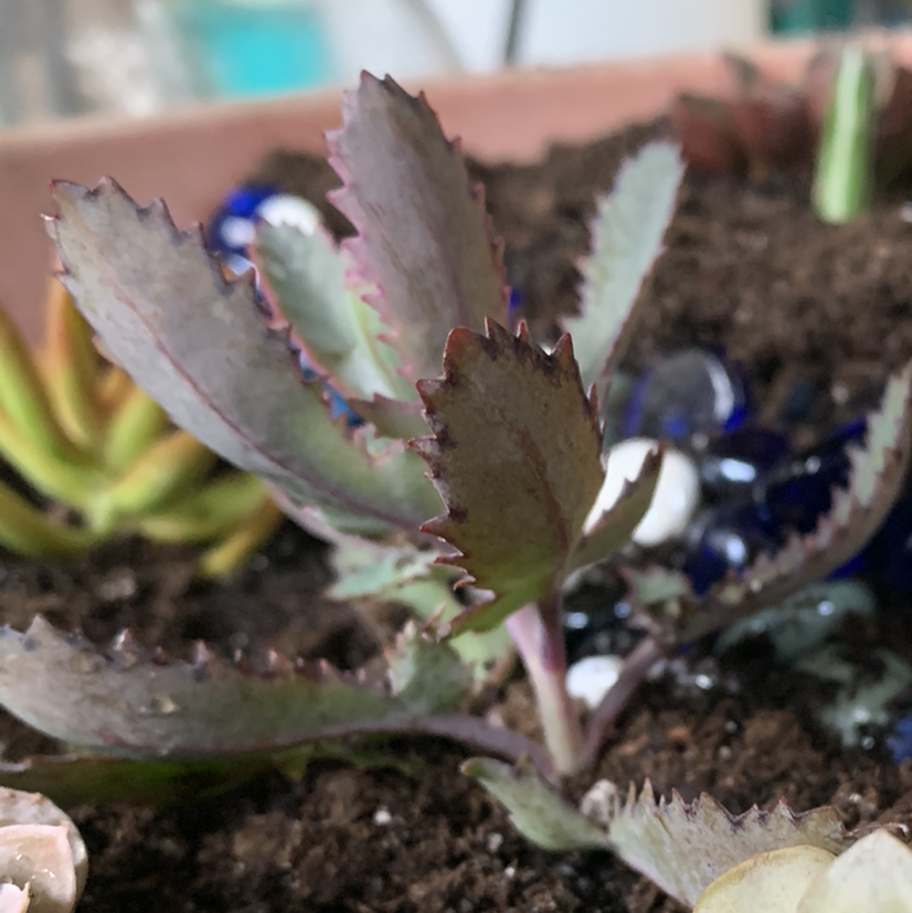 Close-up of a healthy Mother of Thousands succulent plant with purple-tinged serrated leaves and tiny plantlets along the margins.