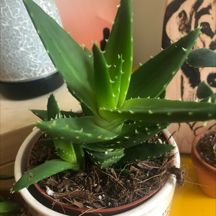 Candelabra Aloe plant in a pot with healthy green leaves and visible soil.