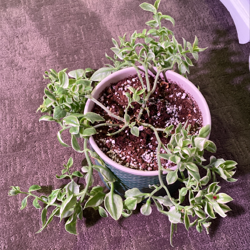 Photo of the plant species Nyctocereus serpentinus cristata by Shelby named Bette Midler on Greg, the plant care app