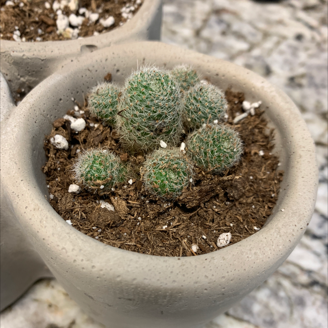 Potted Lady Finger Cactus with multiple green, spiky growths in dry soil.