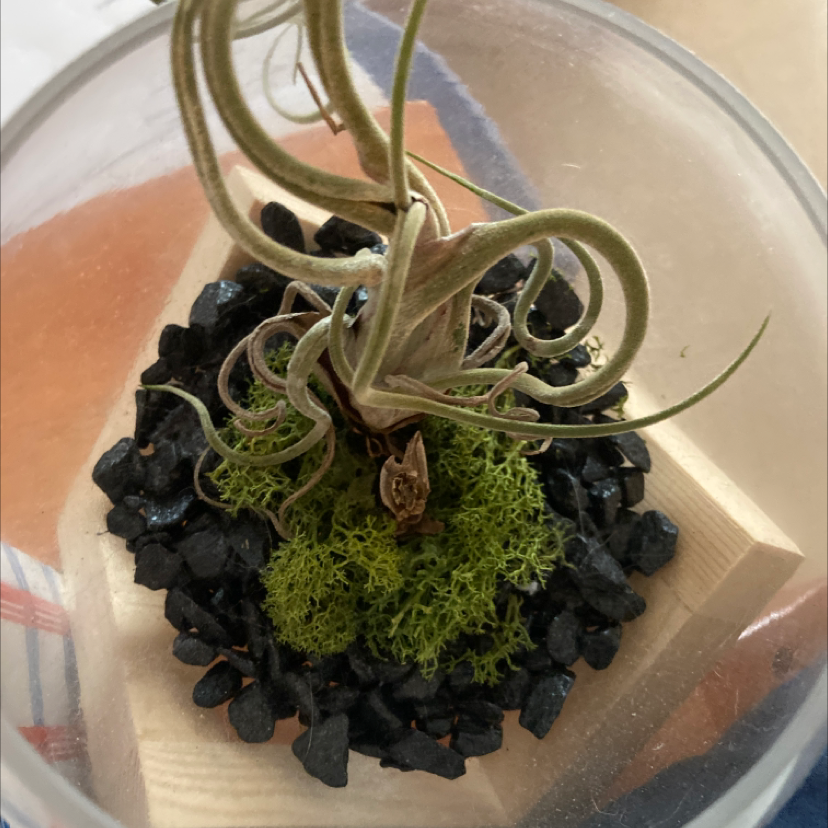 Photo of the plant species Diapensia by Emily named Dax on Greg, the plant care app