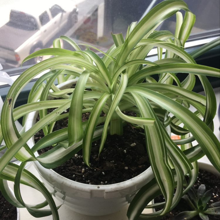 Variegated Spider Plant in a white pot near a window with visible soil.