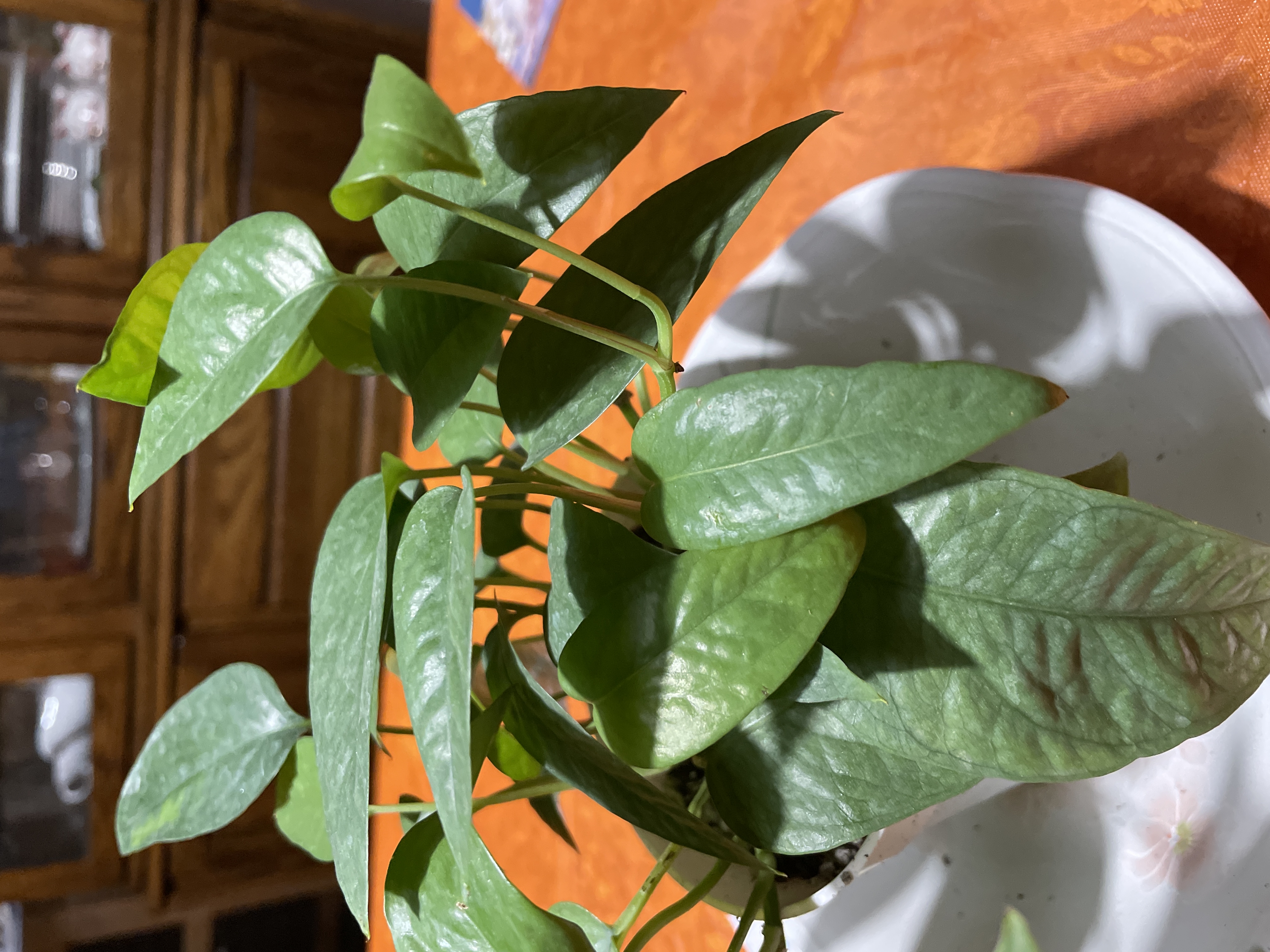 Photo of the plant species Cebu Blue Pothos by @krazykellster named Bleu on Greg, the plant care app