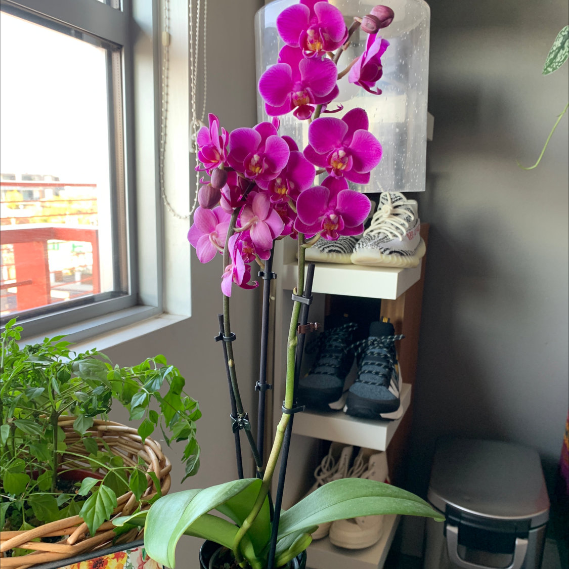 🌀 Why Are My Phalaenopsis Orchid Leaves Curling?