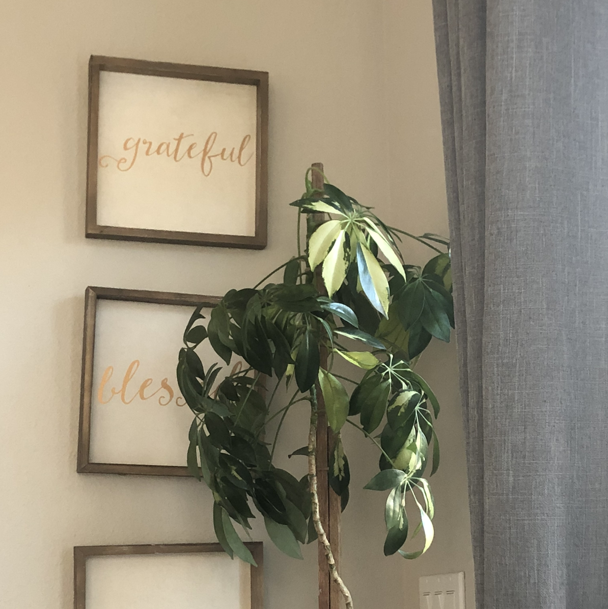 Dwarf Umbrella Tree plant photo by @Court named Plant on Greg, the plant care app.