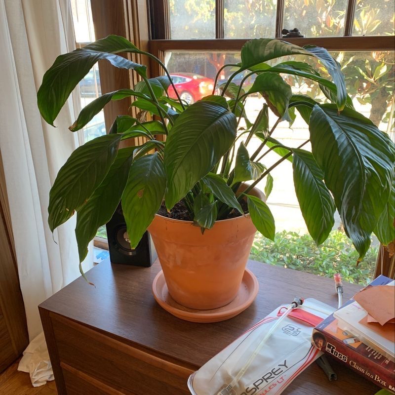 Photo of the plant species Porcelain Flower by @Matt named Lily on Greg, the plant care app