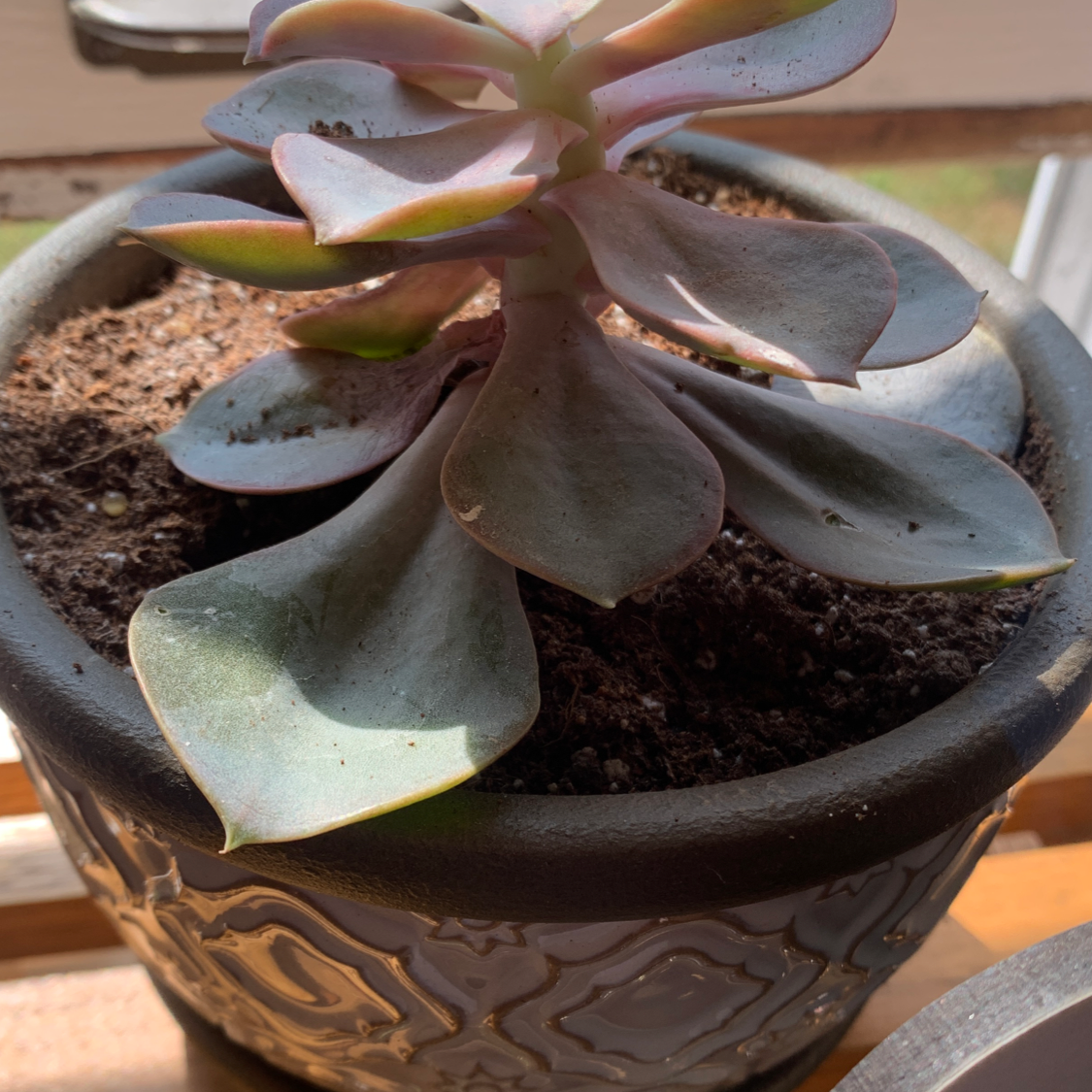 Photo of the plant species Murillo's-Bark by Taylor named Kanye on Greg, the plant care app