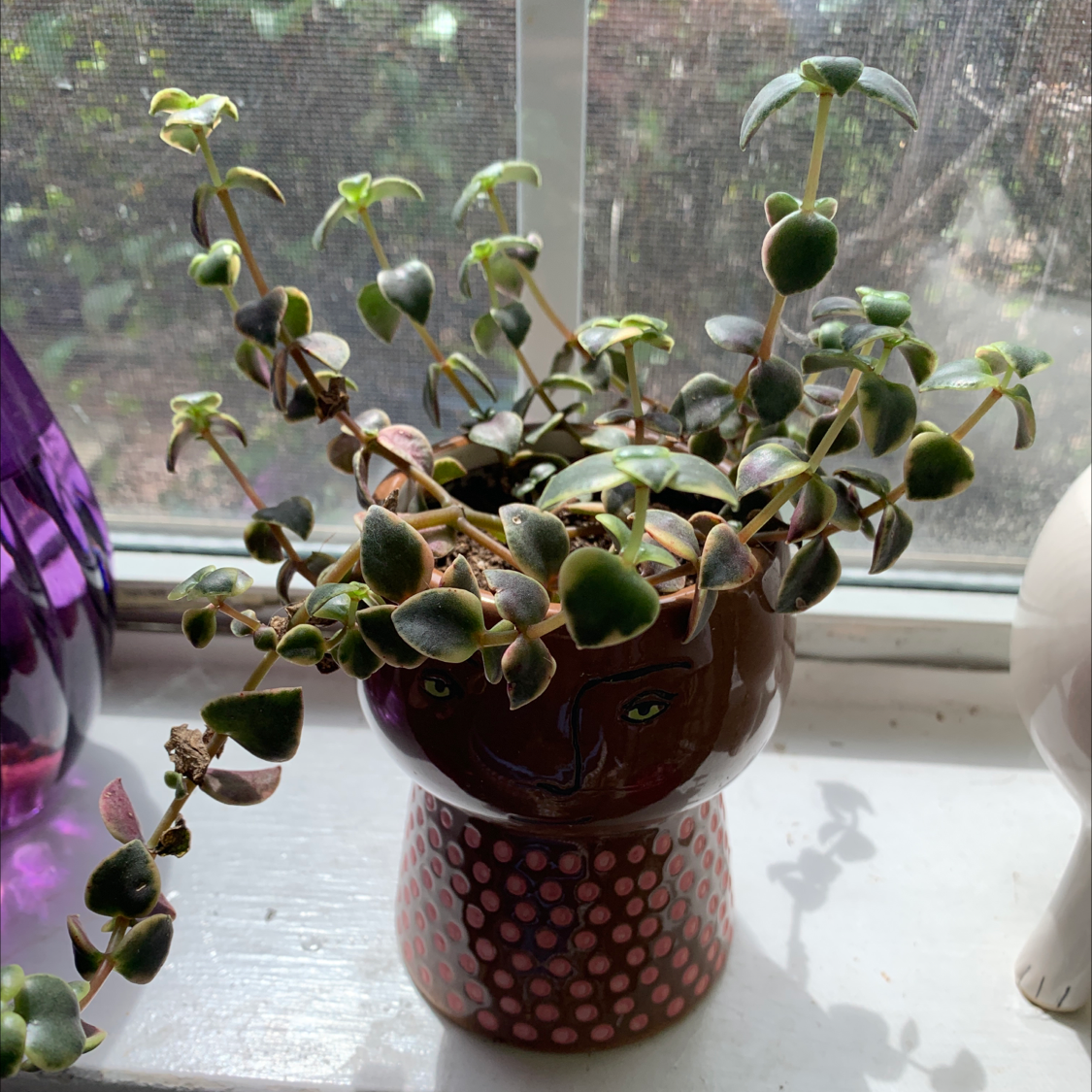 A healthy, full Crassula pellucida plant with heart-shaped leaves trailing over the sides of a red polka dot pot on a windowsill.