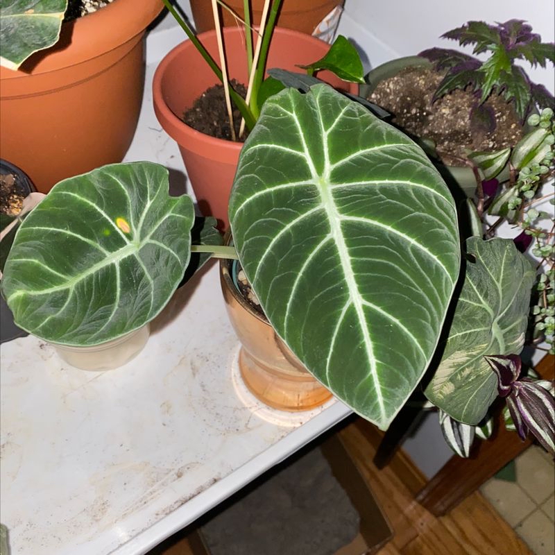 Photo of the plant species Hoya by Catherine named Black velvet on Greg, the plant care app